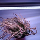 LED GROW trubica pre rast rastlín, 10W, 60 cm, plné spektrum slabo ružová