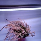 LED GROW trubica pre rast rastlín, 5W, 30 cm, plné spektrum slabo ružová