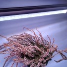 LED GROW trubica pre rast rastlín, 5W, 30 cm, plné spektrum slabo ružová