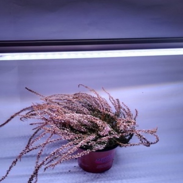 LED GROW trubica pre rast rastlín, 18W, 120 cm, plné spektrum - slabo ružová