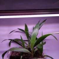 LED GROW trubica pre rast rastlín, 10W, 60 cm, plné spektrum slabo ružová