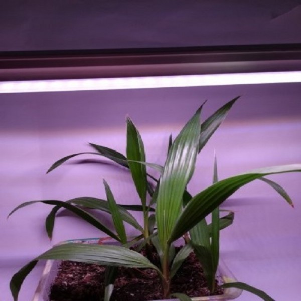 LED GROW trubica pre rast rastlín, 10W, 60 cm, plné spektrum slabo ružová