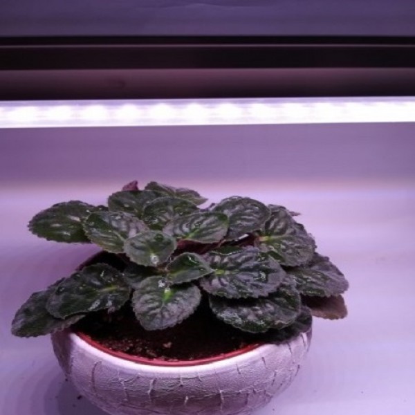 LED GROW trubica pre rast rastlín, 5W, 30 cm, plné spektrum slabo ružová
