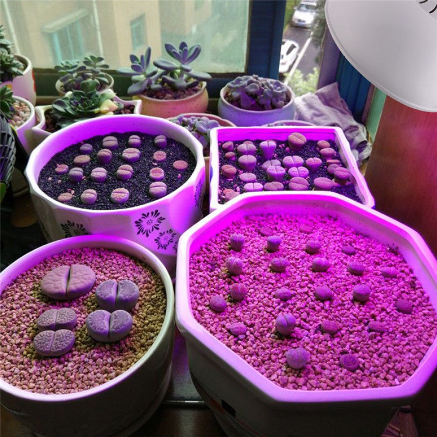 UV LED grow žiarovka na pestovanie rastlín 8W - topled.sk