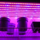 Kompletná sada LED pásik pre rast rastlín, 5m, 300xled, SMD 5050, 14,4W/m, IP65, vodotesný
