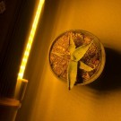 PROFI LED GROW žiarovka pre všetky rastliny 10W, E27, SUNLIGHT